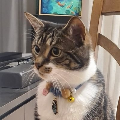 Ananya's cat
